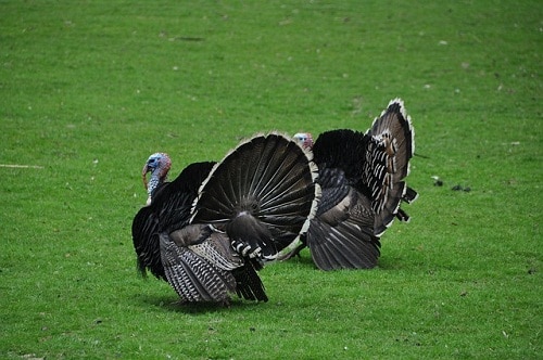 Where to Shoot a Turkey? Shoot With a Bow or Rifle?
