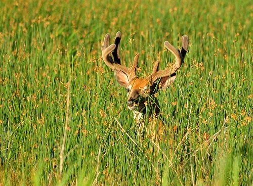 5 Things You Need to Know About Buck Rubs and Scrapes