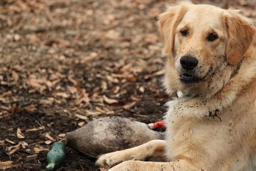 5 Duck Hunting Dog Breeds You Need to Know