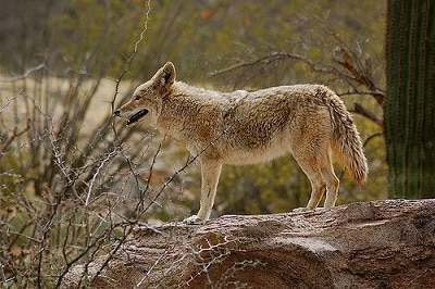 How to Find a Coyote Den?