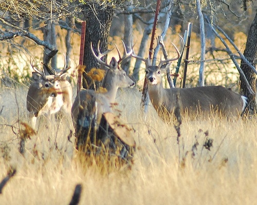 How To Attract Deer To Your Yard