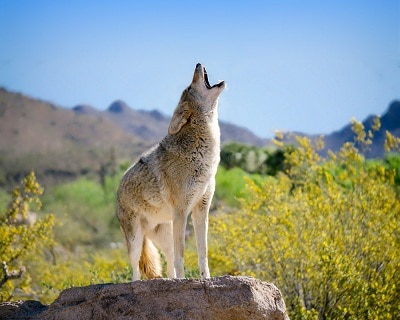 coyote howling coyotes howl howls southwest american why idaho frequently question need know rock wildlife arizona desert animals live atlanta