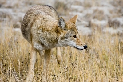 best coyote bait for most situations