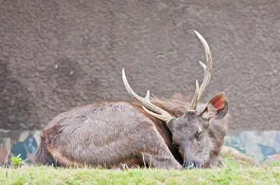 What to do when deer bed near my property in winter