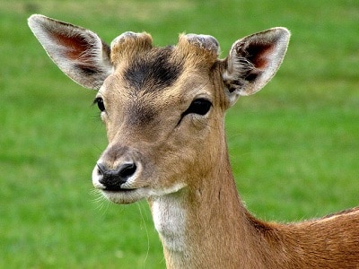 A deer with shed antlers