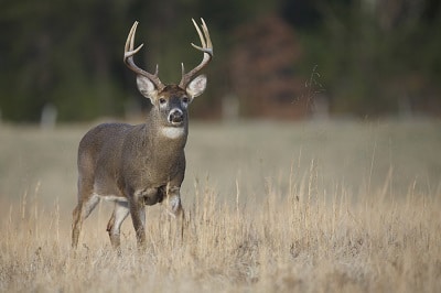 should I go deer hunting with ar 15