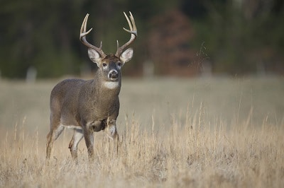 Should I Go Deer Hunting With an AR-15?