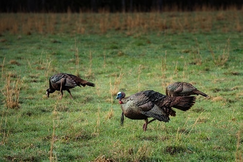 How To Determine The Shot Size For Turkey