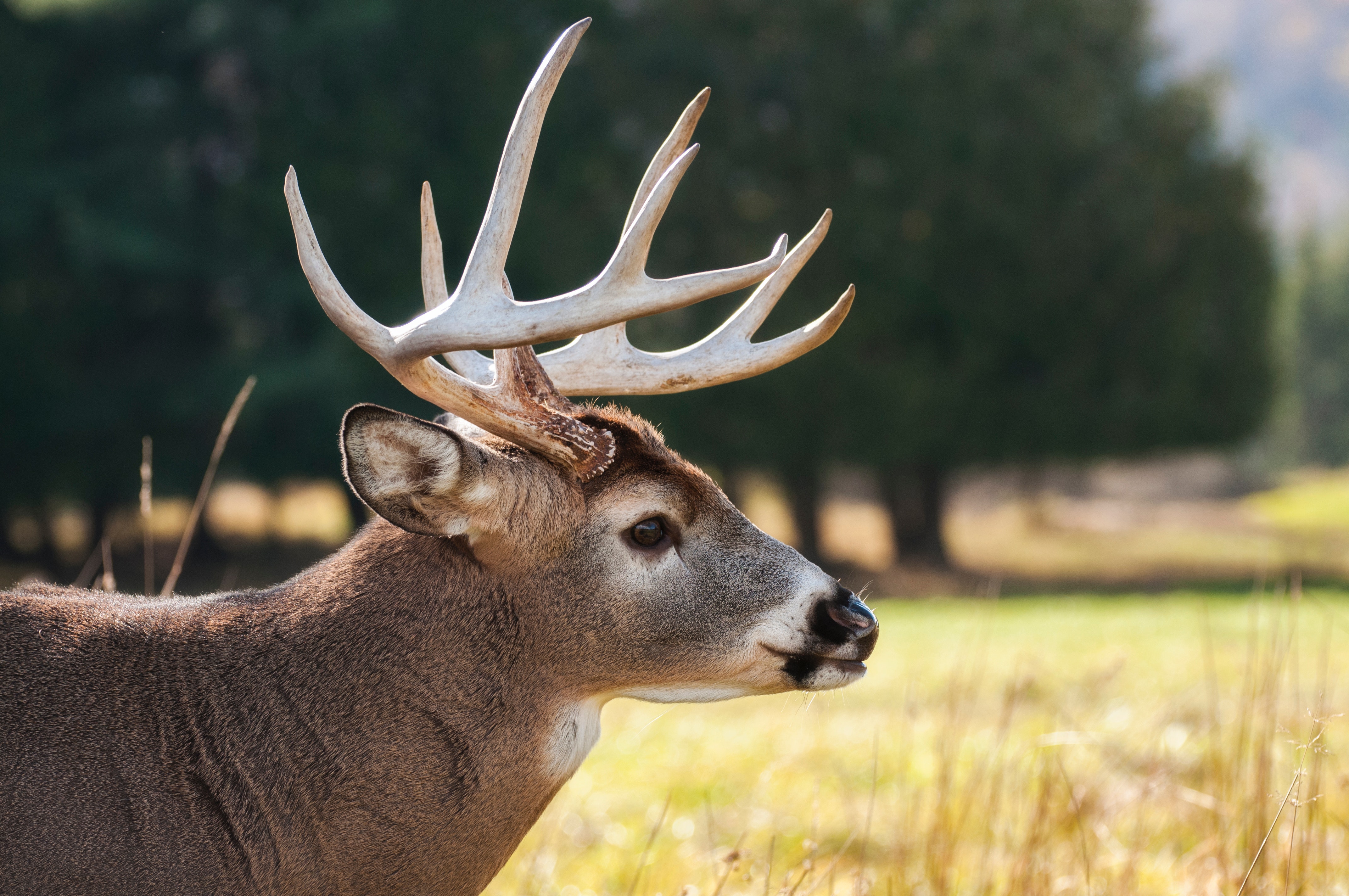 Are You Ready to Make the Most of Deer Season?